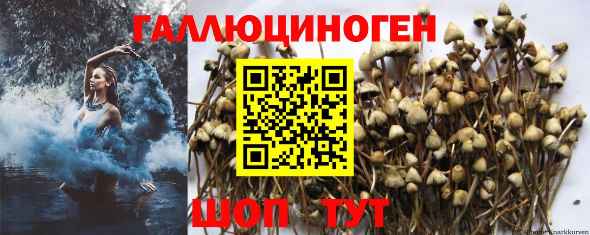 где можно купить   Псилоцибиновые грибы GOLDEN TEACHER  Вход с VPN  Сосновый Бор  Псилоцибиновые грибы ЛСД 